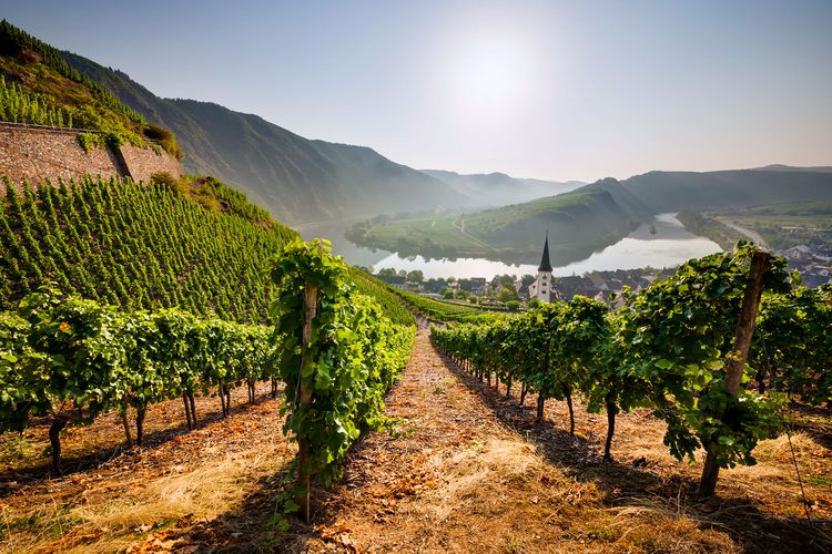 Riesling vineyards in the evening summer sun in the Mosel valley, Germany