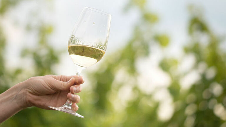 A hand holding a white wine glass filled with white wine in fornt of a vine.